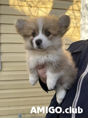 Вельш корги пемброк щенок, кобель плем.брак FCI Москва Москва - изображение 1