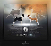 Басенджи щенок, сука пет класс FCI Рига  Рига