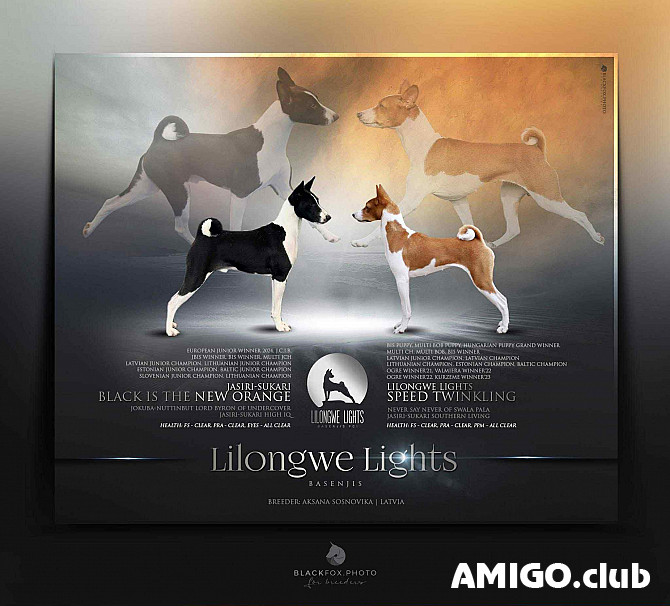 Басенджи щенок, сука пет класс FCI Рига Рига - изображение 1