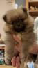 Немецкий шпиц той (померанский) щенок, сука шоу класс FCI Рига  Рига