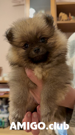 Немецкий шпиц той (померанский) щенок, сука шоу класс FCI Рига Рига - изображение 1