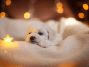 Бишон фризе щенок, кобель шоу класс FCI Астана  Астана