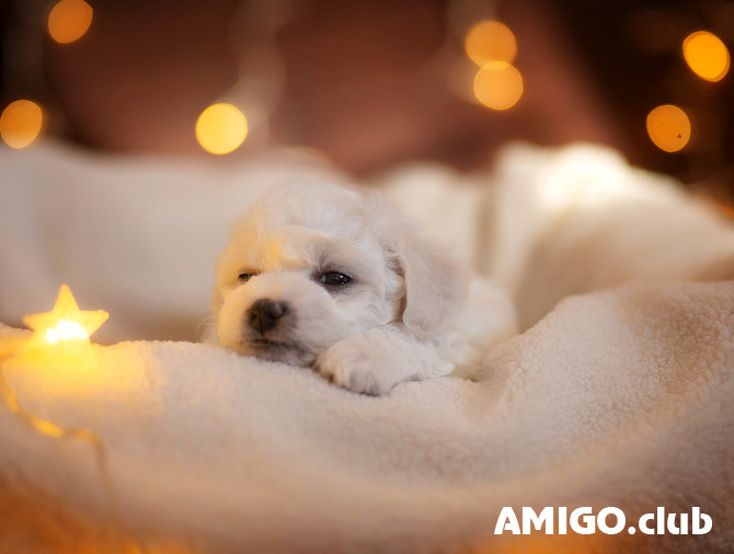 Бишон фризе щенок, кобель шоу класс FCI Астана Астана - изображение 1