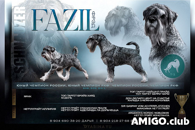 Шнауцер перец с солью кобель шоу класс FCI для вязки Липецк Липецк - изображение 1