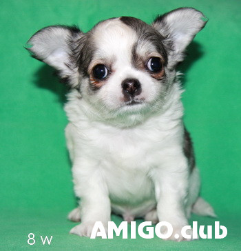 Чихуахуа длинношерстная щенок, кобель шоу класс FCI Санкт-Петербург Санкт-Петербург - изображение 1
