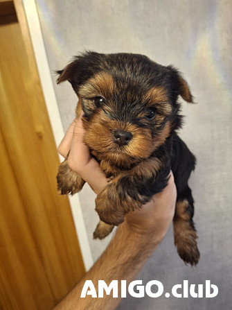 Йоркширский терьер щенок, кобель, сука AKC Рига Рига - изображение 1