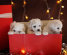 Bichon frise puppy, male show class FCI Omsk  Delivery from Omsk