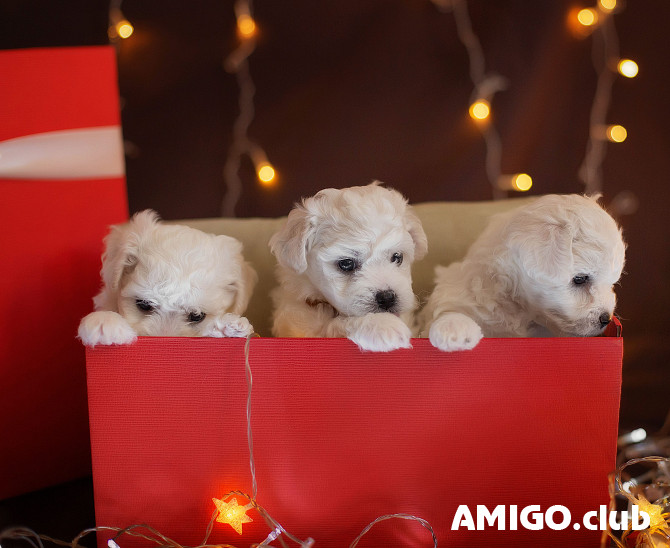 Bichon frise puppy, male show class FCI Omsk  Omsk - photo 1