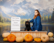 Cavalier king charles spaniel masculino show class IKU para aparearse Moscow  Moscow