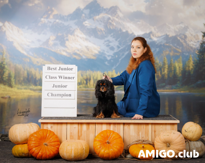 Cavalier king charles spanjel mees show class IKU paaritumiseks Moscow  Moscow - изображение 1