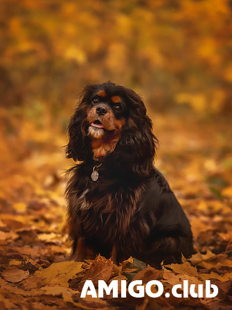 Кавалер кинг чарльз спаниель ер шоу класс IKU жұптасу үшін Moscow  Moscow - изображение 1