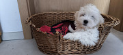 Maltese cachorro, masculino pet class UCI Brussels  Delivery from Brussels