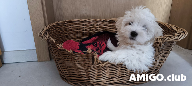 Maltese cachorro, masculino pet class UCI Brussels  Brussels - photo 1