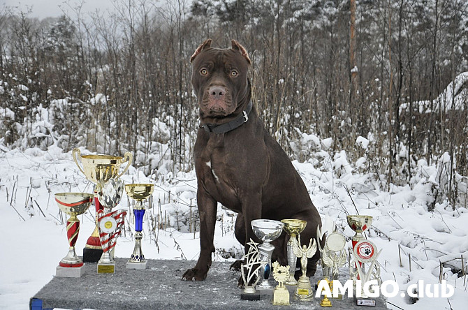 Amerikanischer pitbullterrier junior, männlich show class FCI Nizhnyaya Tura  Nizhnyaya Tura - изображение 1