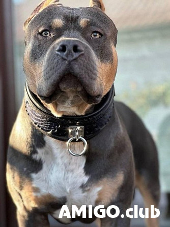 Amerikāņu kauslis vīrietis show class FCI pārošanai Novorossiysk  Novorossiysk - изображение 1