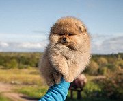 German spitz toy (pomeranian) puppy, male breed class FCI Perm  Delivery from Perm
