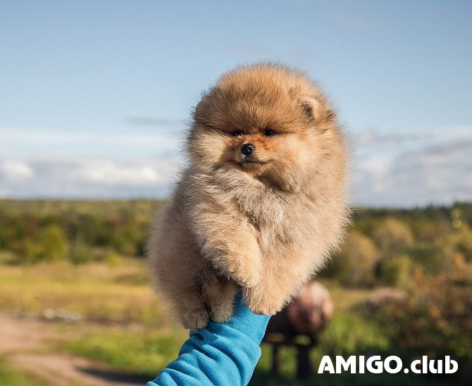 German spitz toy (pomeranian) puppy, male breed class FCI Perm  Perm - photo 1