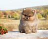 German spitz toy (pomeranian) puppy, male show class FCI Perm  Perm