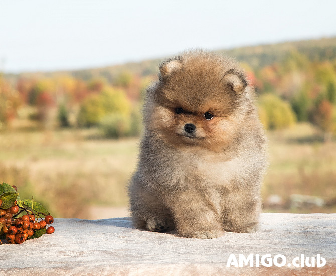 Vācu špics punduršpics kucēns, vīrietis show class FCI Perm  Perm - изображение 1