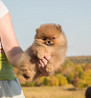 German spitz toy (pomeranian) puppy, female show class FCI Perm  Perm