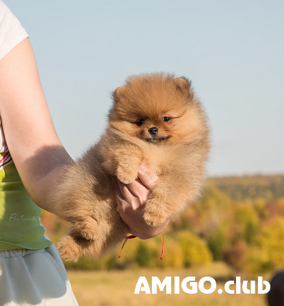 Vācu špics punduršpics kucēns, sieviete show class FCI Perm  Perm - изображение 1