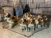 Bretaņas spaniels kucēns, vīrietis, sieviete FCI Taganrog  Taganrog