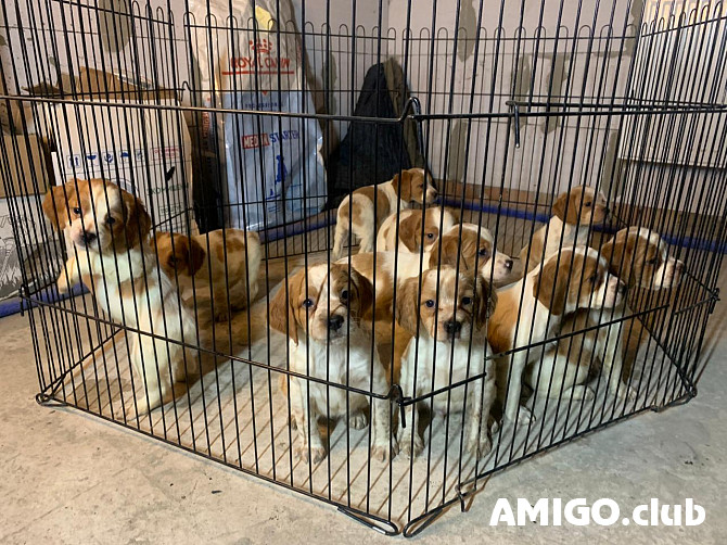Bretaņas spaniels kucēns, vīrietis, sieviete FCI Taganrog  Taganrog - изображение 1