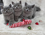 Lielbritānijas īsspalvainais kaķis (BRI) (kaķēns, tēviņš kaķis, kaķis, TICA {geo.city.in}  London