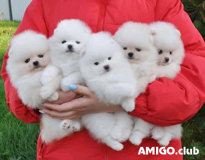 Vācu špics vilku kucēns, vīrietis, sieviete pet class CKC Abu Dhabi  Abu Dhabi - изображение 1