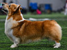 Welsh corgi pembroke puppy, female FCI Voronezh  Delivery from Voronezh