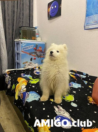 Самоїд щеня, сука шоу-клас FCI Киров  Киров - зображення 1