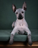 Китайская хохлатая собака щенок, кобель, сука шоу класс FCI Москва  доставка из г.Москва