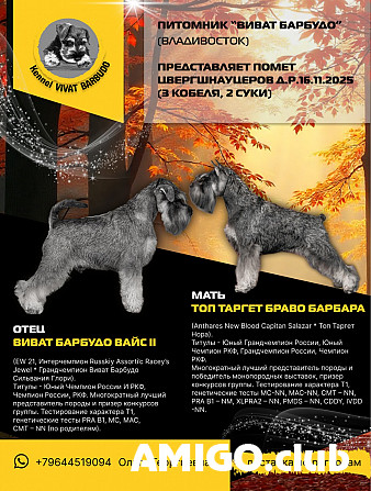 Цвергшнауцер щенок, сука брид класс FCI Владивосток Владивосток - изображение 1