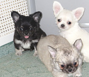 Chihuahua long-haired puppy, male show class FCI Sankt-Peterburg  Delivery from Sankt-Peterburg