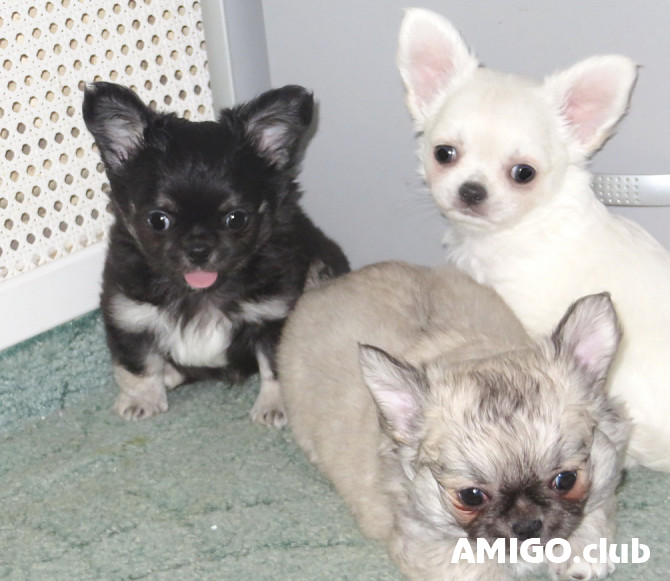 Čivava garspalvainā kucēns, vīrietis show class FCI Sankt-Peterburg  Sankt-Peterburg - изображение 1