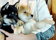 Shiba pentu, uros, nainen breed class FCI Sankt-Peterburg  Sankt-Peterburg