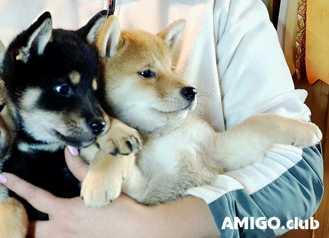 Shiba chiot, masculin, femme breed class FCI Sankt-Peterburg  Sankt-Peterburg - изображение 1