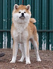 Akita puppy, female show class FCI Moscow  Delivery from Moscow