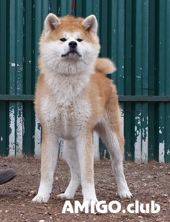 Акита күшік, әйел шоу класс FCI Moscow  Moscow - изображение 1