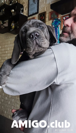 Napolinmastiffi pentu, uros FCI Anapa  Anapa - изображение 1