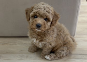 Пудель той күшік, әйел пет класс FCI Almaty  Almaty