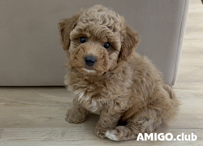 Poodle toy puppy, female pet class FCI Almaty  Almaty - photo 1
