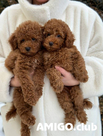Poodle toy puppy, male, female FCI Tallinn Tallinn - photo 1