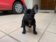 French bulldog puppy, male, female neuter/spay FCI Mahilyow  Mahilyow