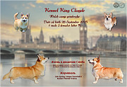 Welsh corgi pembroke puppy, male, female show class FCI Volgograd  Delivery from Volgograd