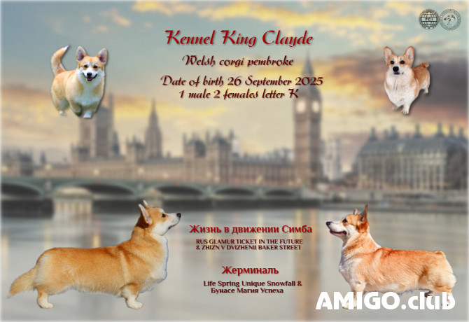 Welsh corgi pembroke puppy, male, female show class FCI Volgograd  Volgograd - photo 1