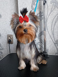 Yorkshire terrier hündchen, weiblich breed class FCI Chelyabinsk  Chelyabinsk