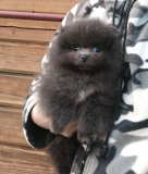 Spitz allemand nain (pomeranien) chiot, femme IKU Sankt-Peterburg  доставка из г.Sankt-Peterburg