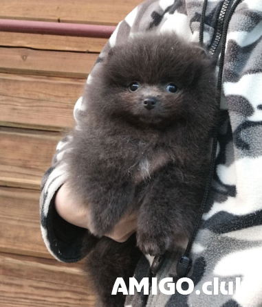 Немецкий шпиц той (померанский) күчүк, аял IKU Sankt-Peterburg  Sankt-Peterburg - изображение 1