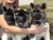 American akita puppy, male, female FCI Novokuznetsk  Delivery from Novokuznetsk